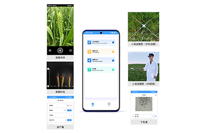 邵阳市小麦亩穗数分析仪IN-XM02